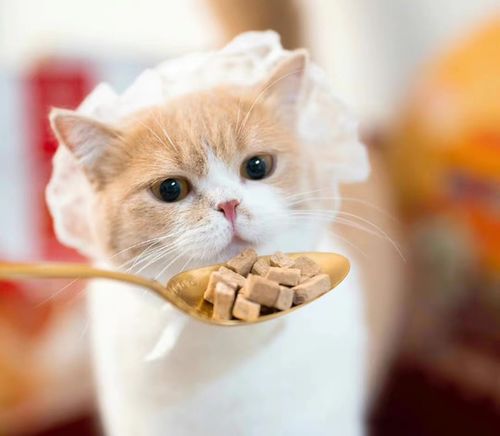 這屆年輕人為何熱衷養(yǎng)寵物？寵物食品市場迎來新機遇